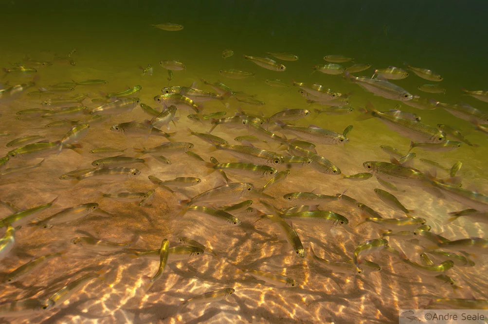 Peixes nas lagoas dos Lençóis Maranhenses