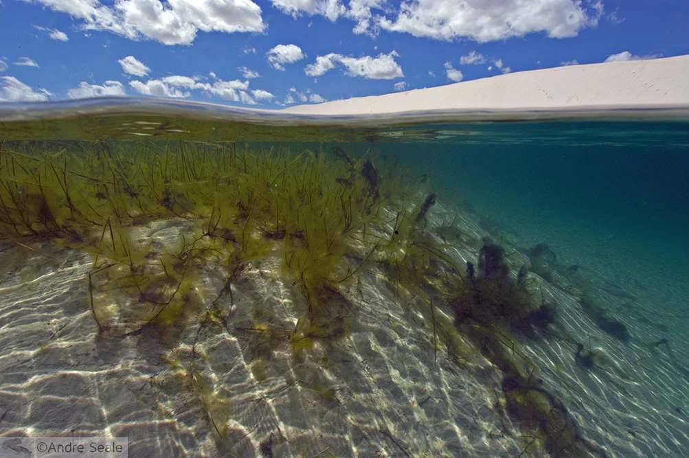 Snorkel nos Lençóis Maranhenses