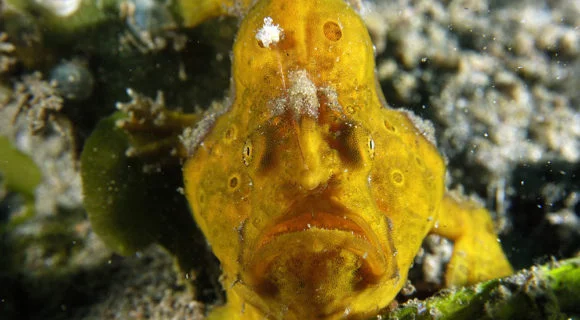 Peixe-sapo – Que bicho é esse?