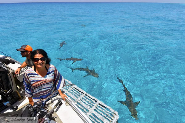 15 anos de blog - tubarões nas Bahamas