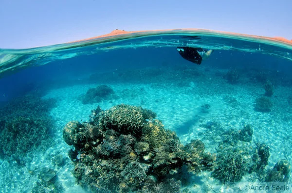 15 anos de blog - snorkel em Komodo