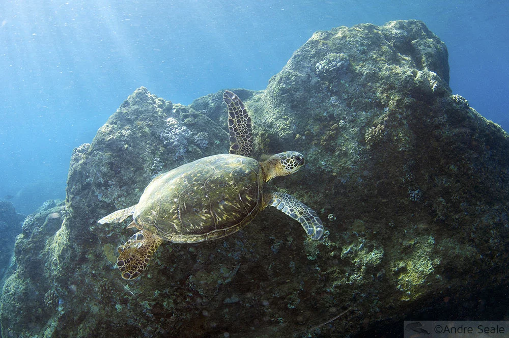 Tartaruga-verde no canto direito de Waimea Bay - North Shore de Oahu