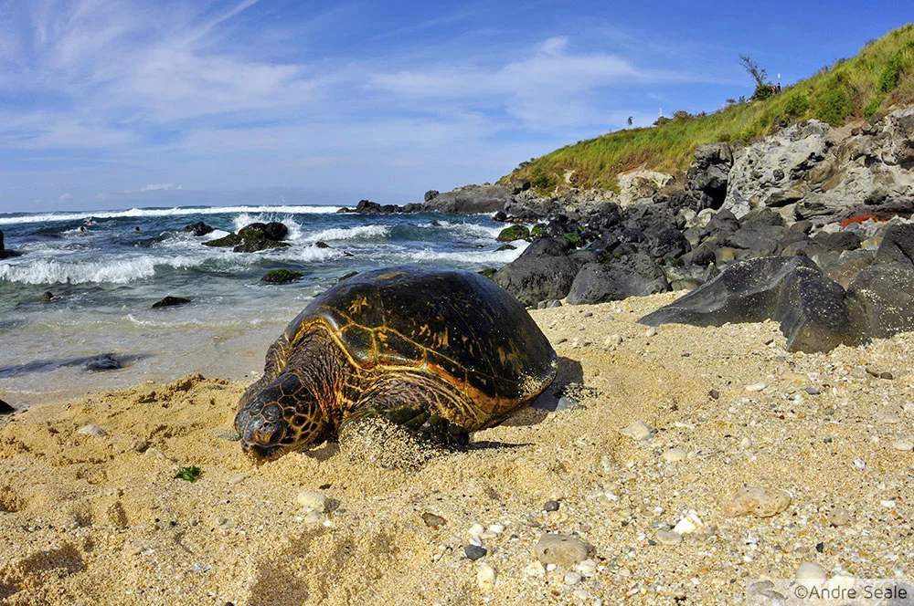 Tartaruga verde - Hookipa Beach - Maui - Havaí