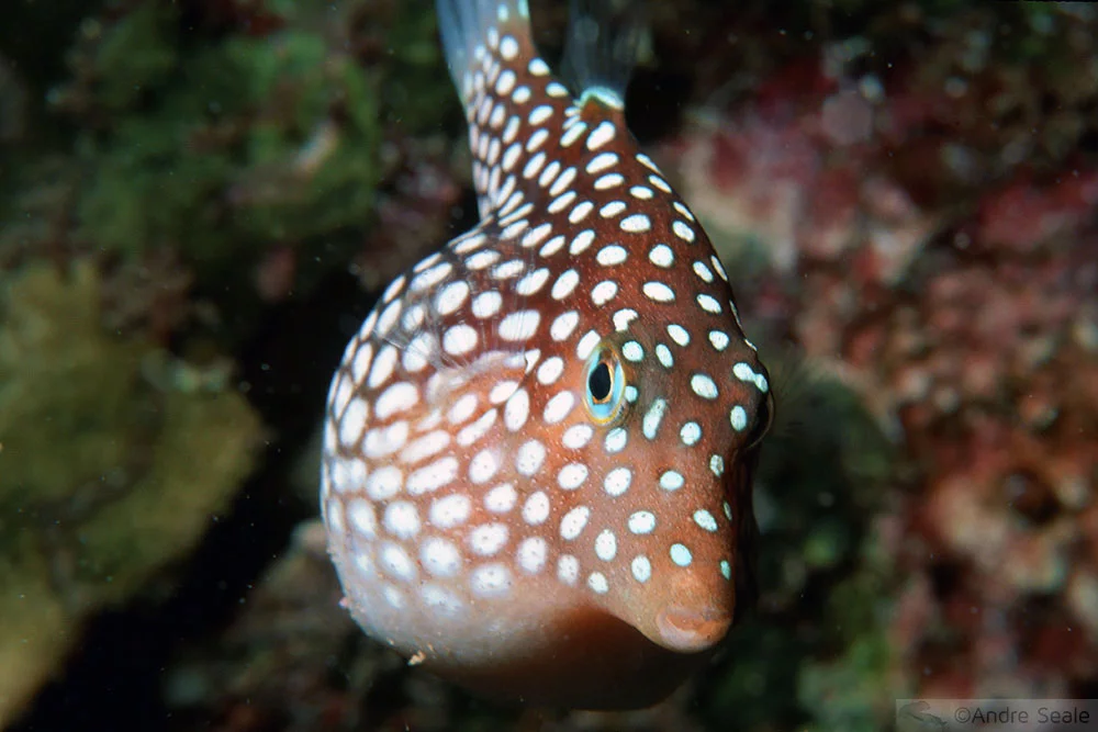 Peixe endêmico - Makena Landing - Maui