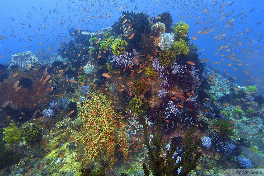 Recife de coral saudável - sobre microbioma, simbiose e disbiose