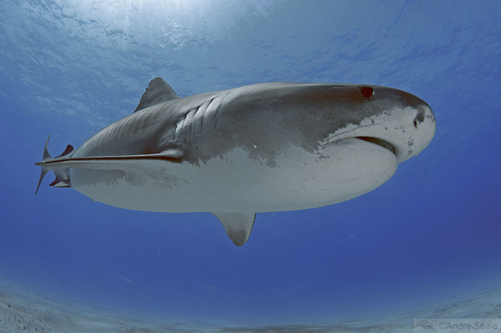 Mergulho com o tubarão-tigre nas Bahamas