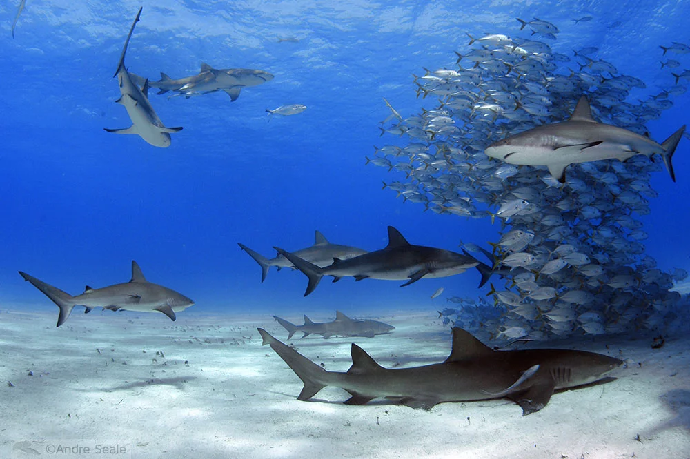Tubarões nas Bahamas - Tiger Beach