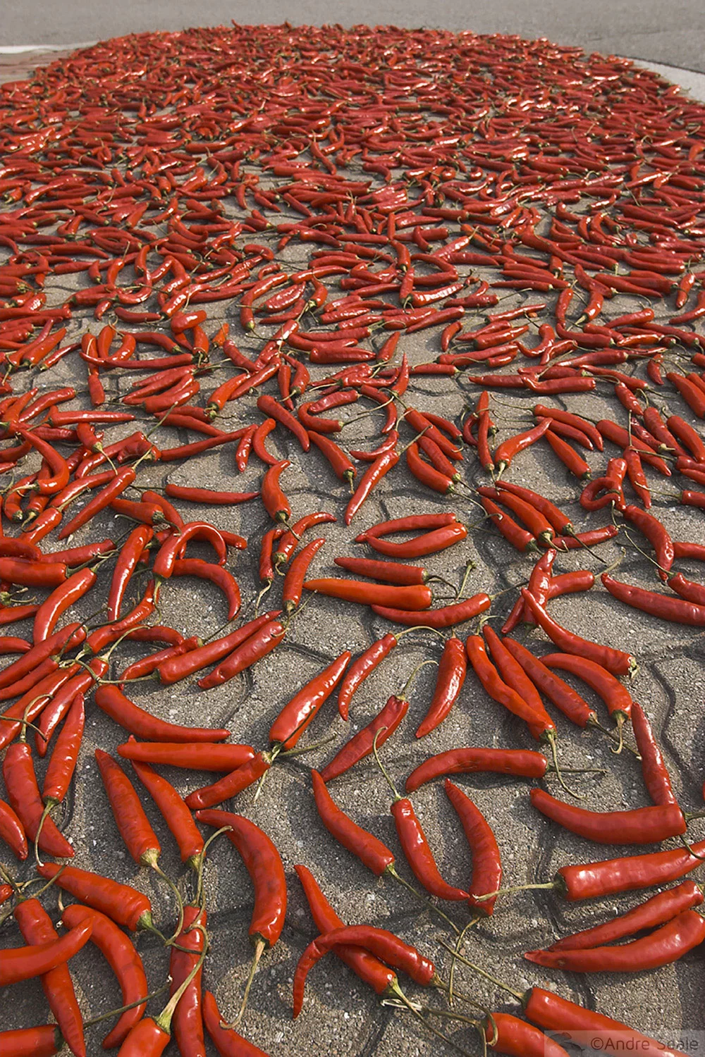 Pimenta - viagem para a Coréia do Sul