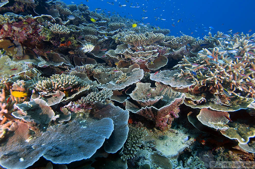 Mergulho na Grande Barreira de Corais - Austrália