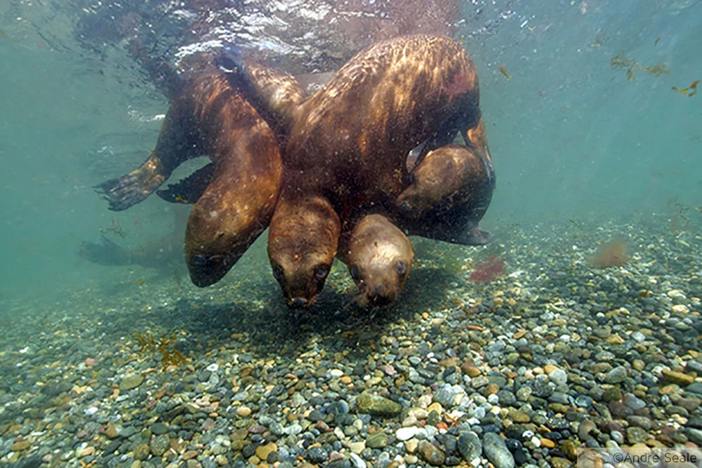 Mergulho na Argentina - América do Sul - leões marinhos da Patagônia