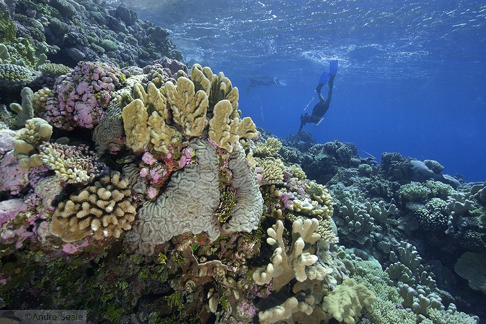 Mergulho nas Ilhas Marshall - Oceano Pacífico