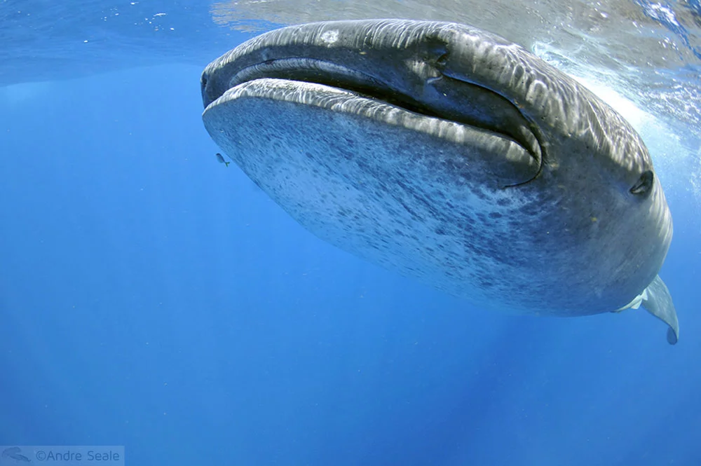 Mergulho pelo mundo - Snorkel no México - tubarão-baleia