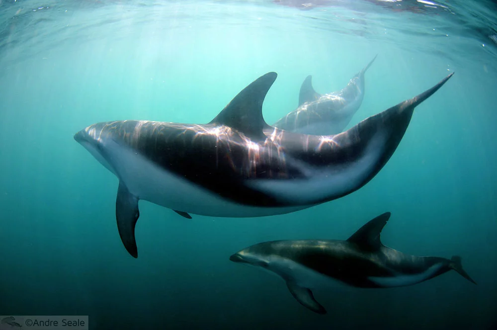Snorkel na Nova Zelândia - golfinhos de Kaikoura