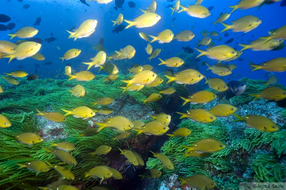 Mergulho no Brasil - verde e amarelo subaquático