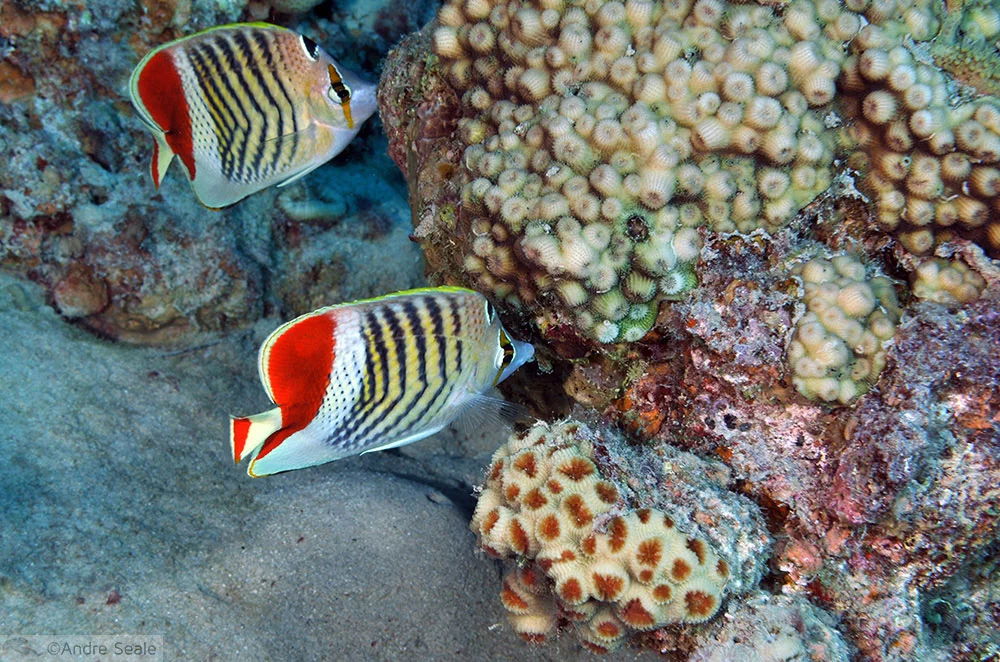 Peixe-borboleta da Eritrea - Chaetodon paucifasciatus - Mar Vermelho