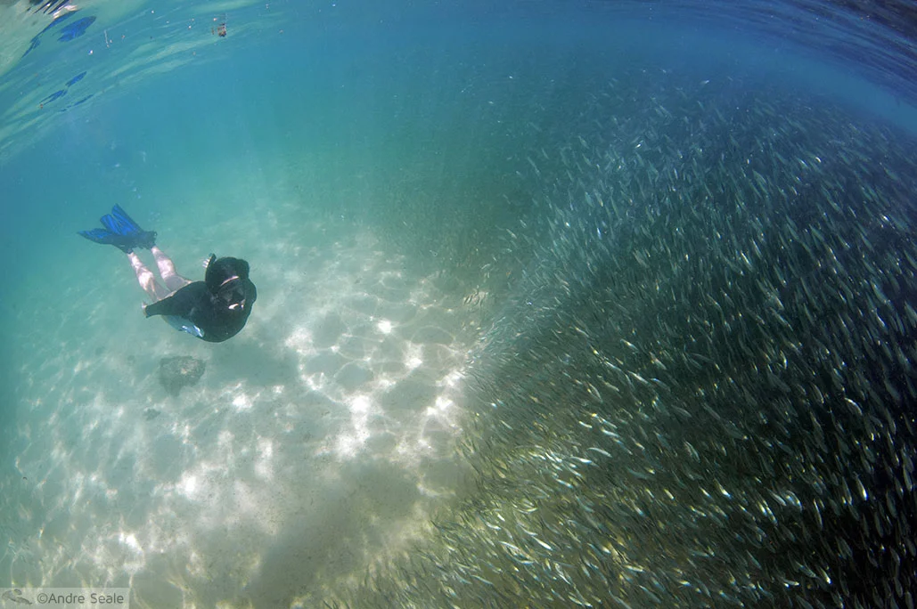 Cardume de peixinhos halalu em Kaimana Beach - Waikiki - Havaí - 16 anos do blog Uma Malla pelo mundo