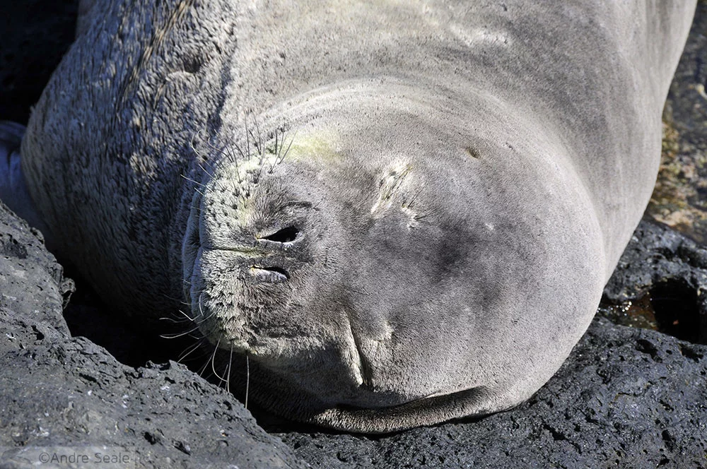 Foca monge havaiana dormindo - Por que nós dormimos